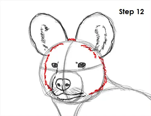 African Wild Dog Drawing 12 Draw African Wild Dog 12