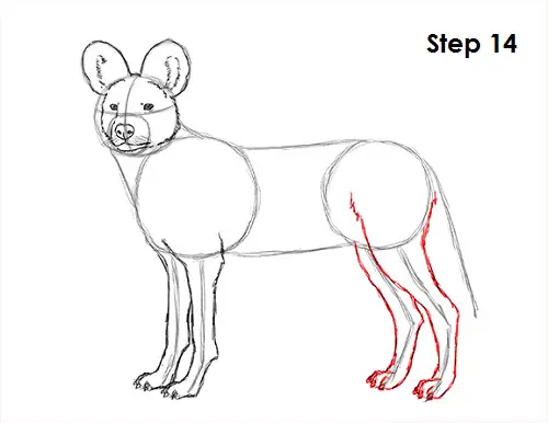 African Wild Dog Drawing 14 Draw African Wild Dog 14