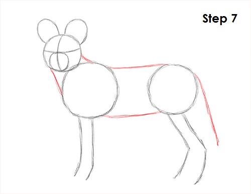 African Wild Dog Drawing 7 Draw African Wild Dog 7