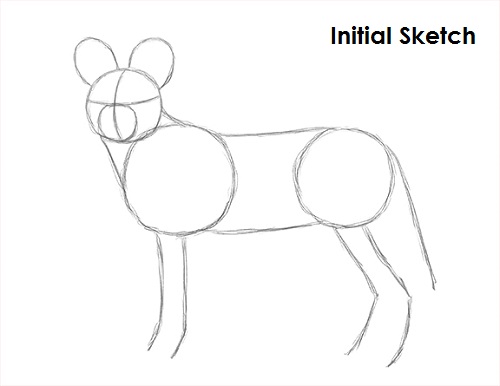 African Wild Dog Drawing Sketch Draw African Wild Dog Sketch