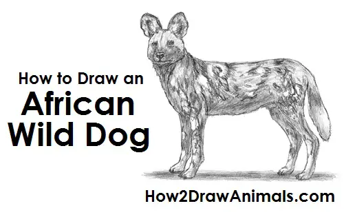 African Wild Dog Drawing Draw African Wild Dog