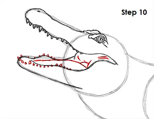 Alligator Drawing 10 Draw Alligator 10