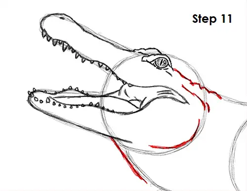Alligator Drawing 11 Draw Alligator 11