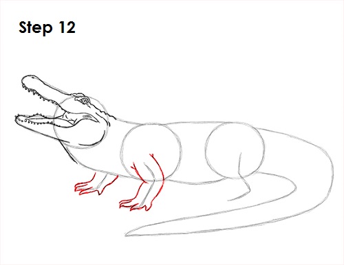 Alligator Drawing 12 Draw Alligator 12