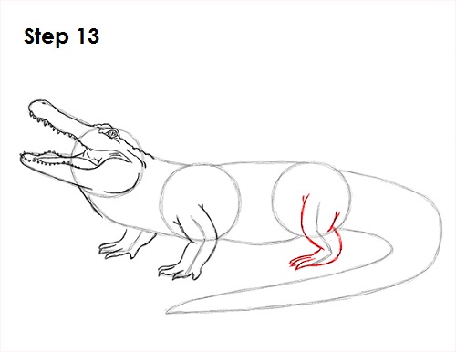 Alligator Drawing 13 Draw Alligator 13