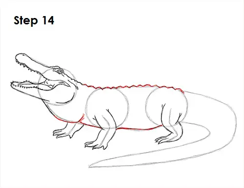Alligator Drawing 14 Draw Alligator 14