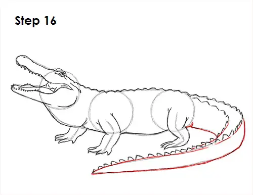 Alligator Drawing 16 Draw Alligator 16