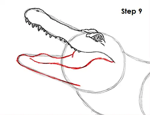 Alligator Drawing 9 Draw Alligator 9