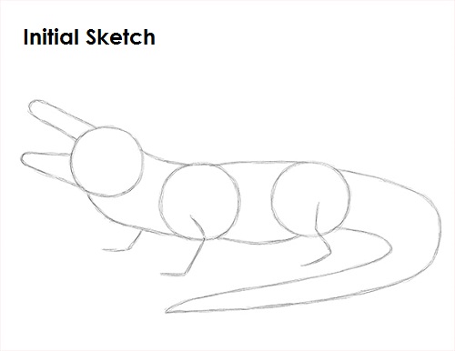 Alligator Drawing Initial Sketch Draw Alligator Initial Sketch