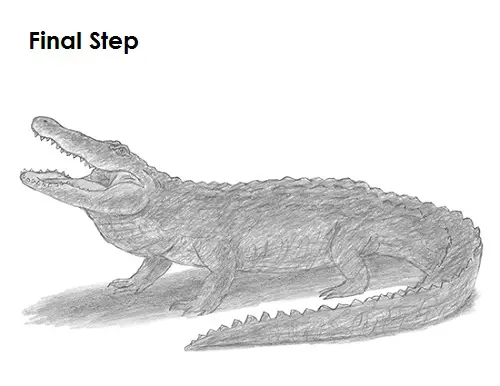 Alligator Drawing Final Draw Alligator
