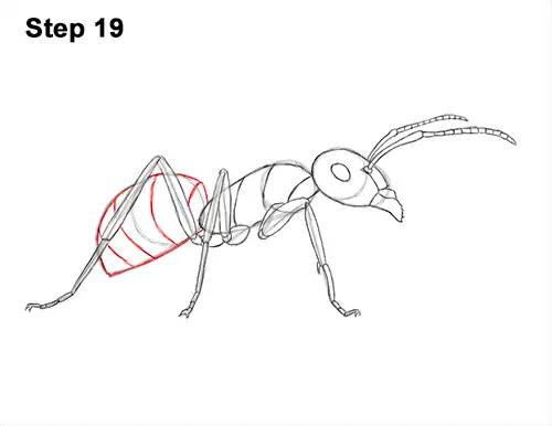 how to draw an ant
