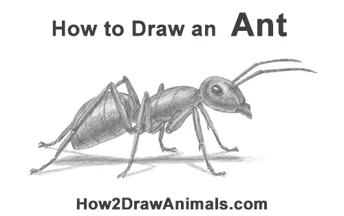 how to draw an ant