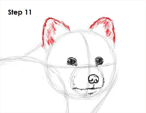 Arctic Fox Drawing 11 Draw Arctic Fox 11