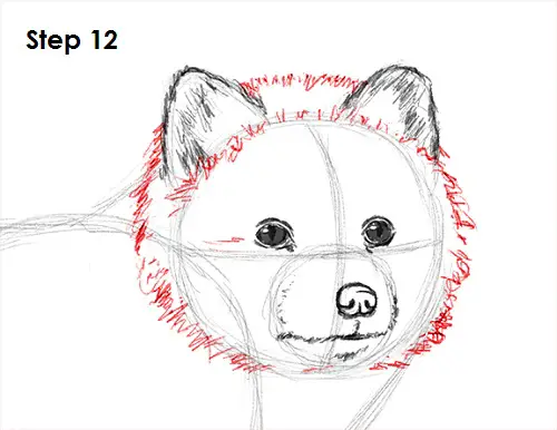 Arctic Fox Drawing 12 Draw Arctic Fox 12