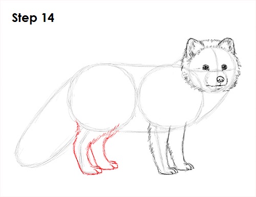 Arctic Fox Drawing 14 Draw Arctic Fox 14