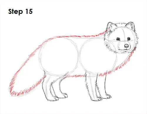 Arctic Fox Drawing 15 Draw Arctic Fox 15