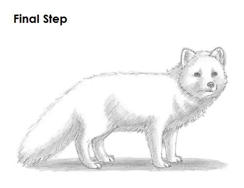 Arctic Fox Drawing Last Draw Arctic Fox