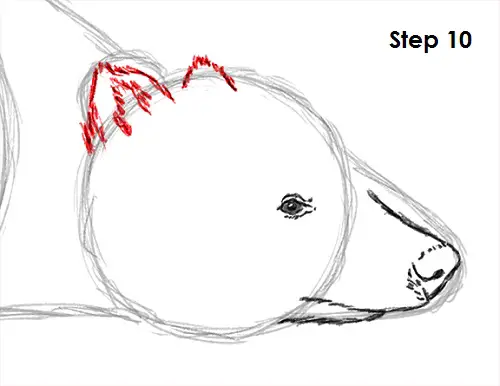Badger Drawing 10 Draw Badger 10