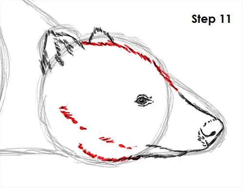 Badger Drawing 11 Draw Badger 11