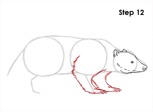 Badger Drawing 12 Draw Badger 12
