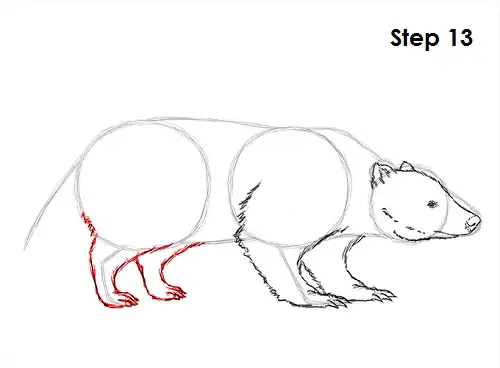 Badger Drawing 13 Draw Badger 13
