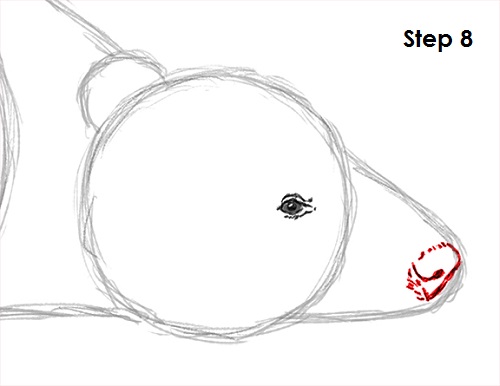 Badger Drawing 8 Draw Badger 8