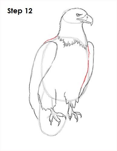 Bald Eagle Drawing 12 Draw Bald Eagle 12