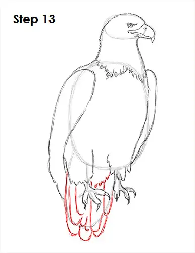 Bald Eagle Drawing 13 Draw Bald Eagle 13