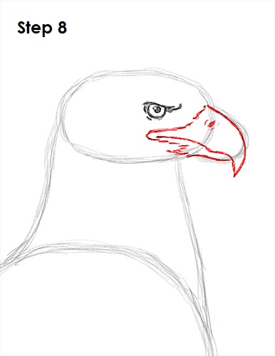 Bald Eagle Drawing 8 Draw Bald Eagle 8