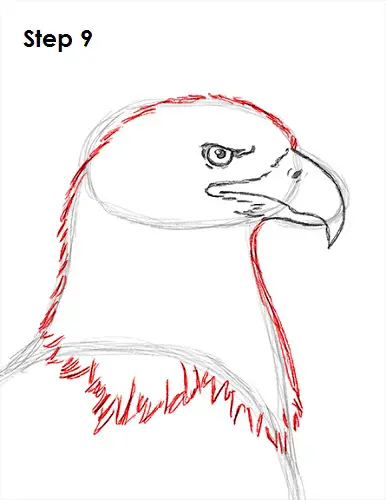 Bald Eagle Drawing 9 Draw Bald Eagle 9