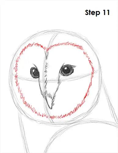 Barn Owl Drawing 11 Draw Barn Owl 11