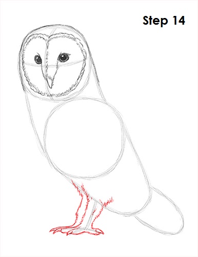 Barn Owl Drawing 14 Draw Barn Owl 14