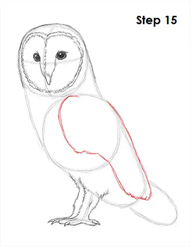 Barn Owl Drawing 15 Draw Barn Owl 15