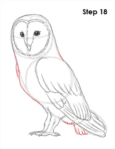 Barn Owl Drawing 18 Draw Barn Owl 18