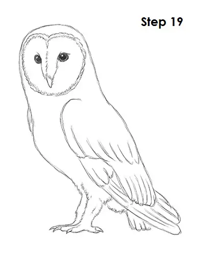 Barn Owl Drawing 19 Draw Barn Owl 19