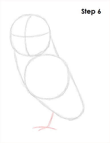 Barn Owl Drawing 6 Draw Barn Owl 6