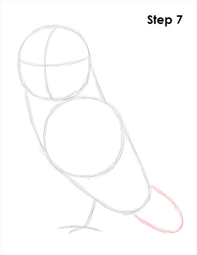 Barn Owl Drawing 7 Draw Barn Owl 7