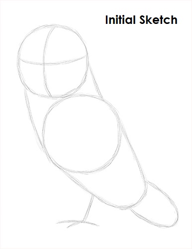 Barn Owl Drawing Initial Sketch Draw Barn Owl Initial Sketch