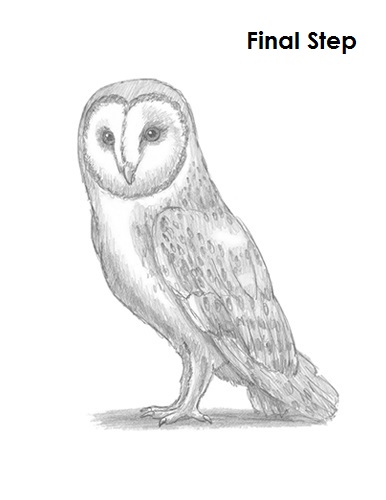 Barn Owl Drawing Draw Barn Owl