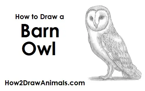 Image result for how to draw a barn owl