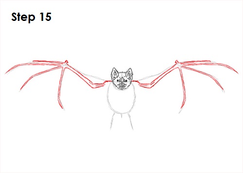 Vampire Bat Drawing 15 Draw Vampire Bat 15