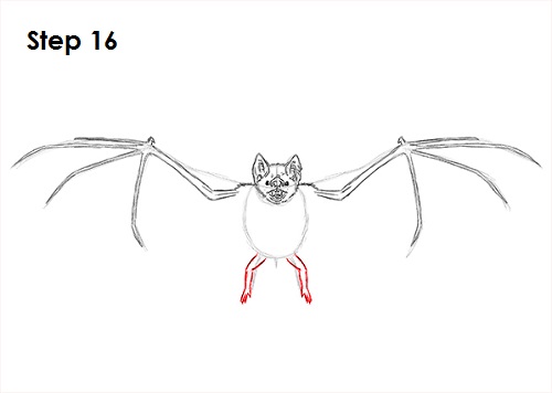 Vampire Bat Drawing 16 Draw Vampire Bat 16