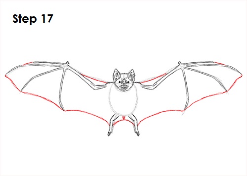 Vampire Bat Drawing 17 Draw Vampire Bat 17