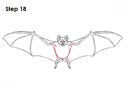 Vampire Bat Drawing 18 Draw Vampire Bat 18