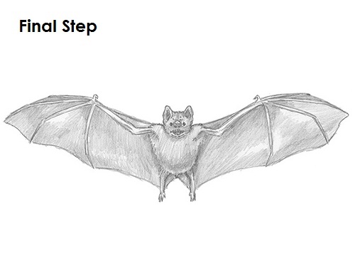 Vampire Bat Drawing Last Draw Vampire Bat Last