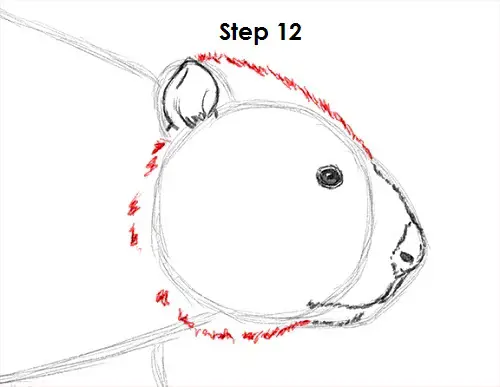 Beaver 12 Draw Beaver 12