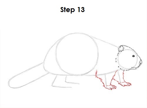 Beaver 13 Draw Beaver 13