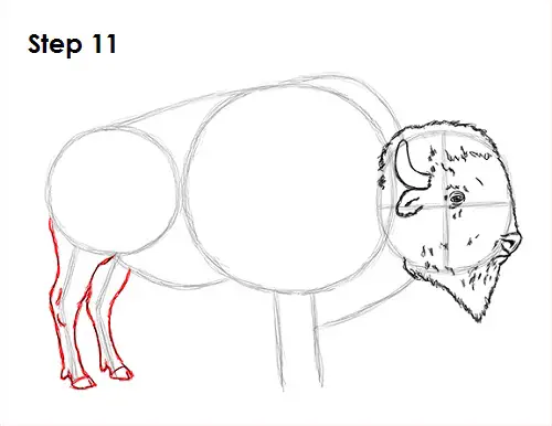 Bison Drawing 11 Draw Bison 11
