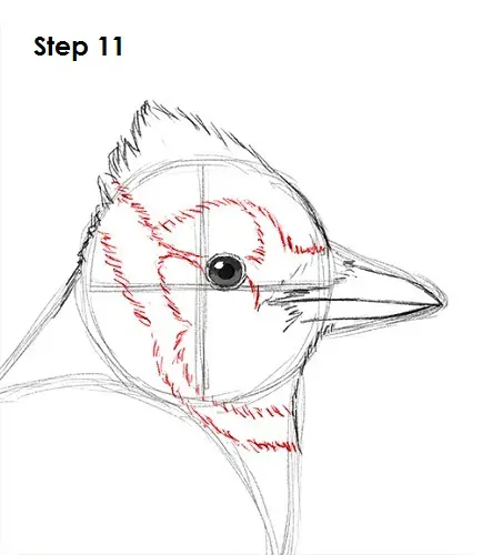 Blue Jay Bird 11 Draw Blue Jay 11