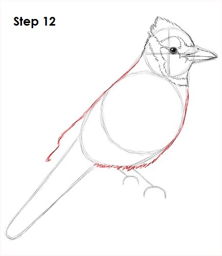 Blue Jay Bird 12 Draw Blue Jay 12